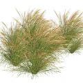 Ornamental Grass Clumps With Green And Golden Foliage For Garden Landscaping