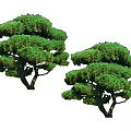 Two Green Arbor Trees With Lush Dense Foliage And Unique Canopy Shape 3d model