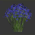 Vibrant Blue Flowering Plant With Small Blooms And Green Stems