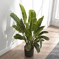 Potted Plant With Large Green Leaves In Black Pot Against White Wall And Wooden Floor