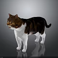 Brown and white cat standing on smooth surface with grey gradient background