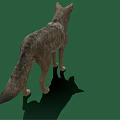 Realistic 3D Model Gray Wolf Standing on Green Background with Shadow