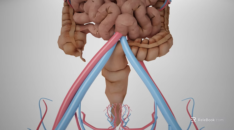 Detailed Abdominal Organs 3D Anatomical Model Showing Intestines And Blood Vessels 3d model 