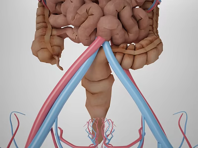 Detailed Abdominal Organs 3D Anatomical Model Showing Intestines And Blood Vessels 3d model