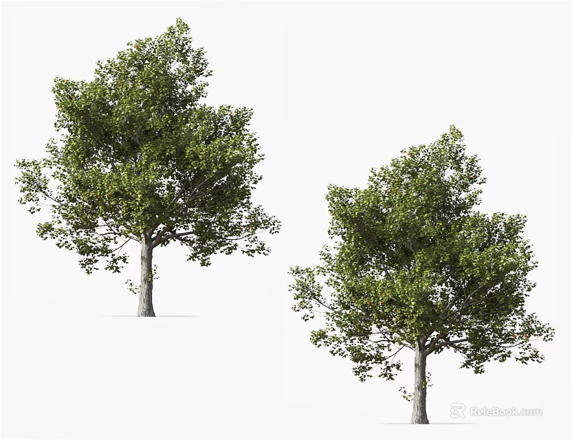 Two Lush Arbor Trees With Green Foliage Strong Trunks And Healthy Growth 3d model 