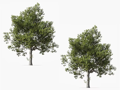 Two Lush Arbor Trees With Green Foliage Strong Trunks And Healthy Growth 3d model