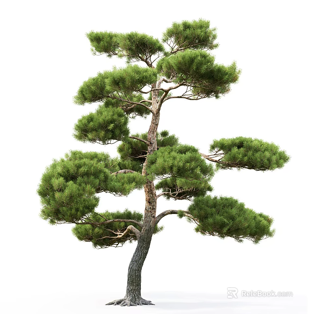 Pine Tree With Lush Green Foliage And Elegant Brown Trunk For Landscaping 3d model 