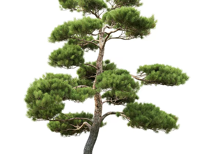 Pine Tree With Lush Green Foliage And Elegant Brown Trunk For Landscaping 3d model