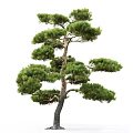 Pine Tree With Lush Green Foliage And Elegant Brown Trunk For Landscaping