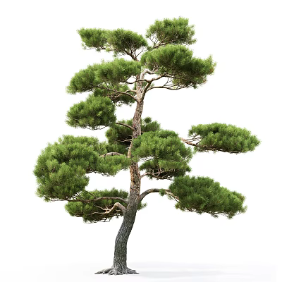 Modern Pine 3d model Modern Pine 3d model