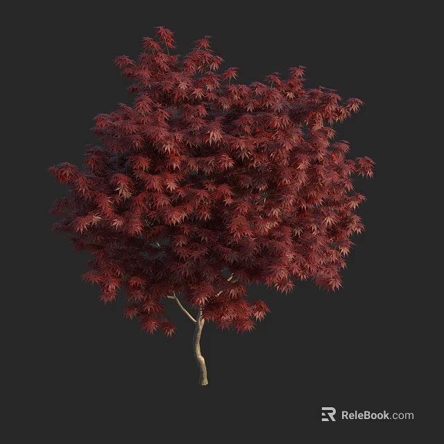Tall Deciduous Tree With Vibrant Red Leaves And Single Trunk On Dark Background 3d model 