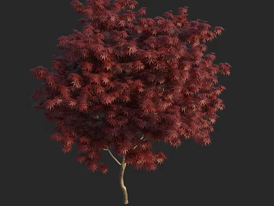 Tall Deciduous Tree With Vibrant Red Leaves And Single Trunk On Dark Background 3d model