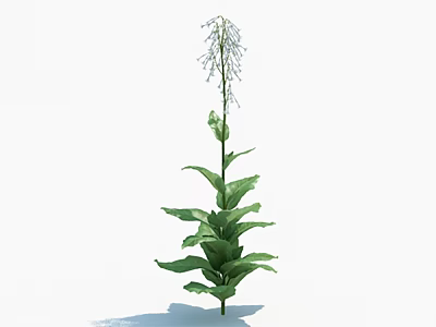 Tall Green Plant With Long Stem Lush Leaves And White Flower Spikes 3d model