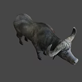 Gray Water Buffalo With Large Curved Horns Standing On Plain Background 3d model