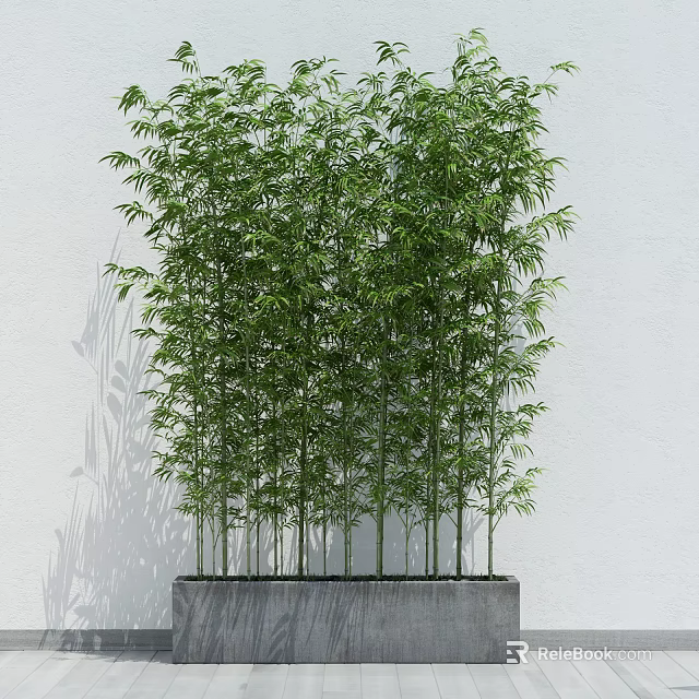 Lush Green Bamboo Plants Growing In Planter With White Wall Background 3d model 