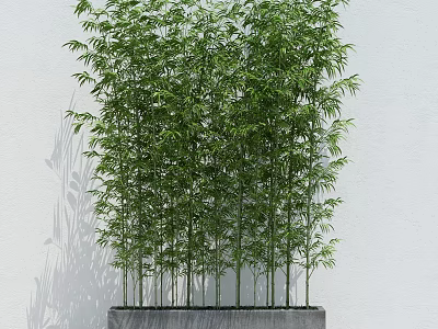 Lush Green Bamboo Plants Growing In Planter With White Wall Background 3d model