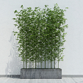 Modern Bamboo Plant Collection 3d model