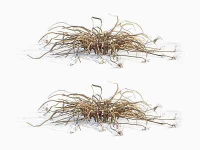 Dried Grass Clumps With Slender Stems And Small Seed Heads On White Background 3d model