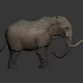 Realistic Elephant With Long Tusks Large Ears And Rough Skin On Dark Background
