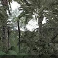 Tall Palm Trees with Lush Green Fronds in Tropical Natural Garden Under Sunlight