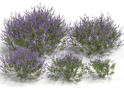 Beautiful Lush Purple Flowering Plants with Green Foliage Growing in Natural Clusters 3d model