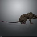 Brown Rat With Scruffy Fur Long Thin Tail Open Mouth On Gray Background With Reflection