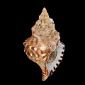 Brown And White Spiral Shell Decorative Ornament Set With Natural Texture For Home Decor