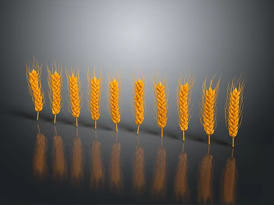 Golden Wheat Ears Arranged in Row with Reflection on Gray Background 3d model
