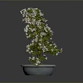 Bonsai Plant With White Flowers Green Leaves Exposed Roots In Light Gray Pot