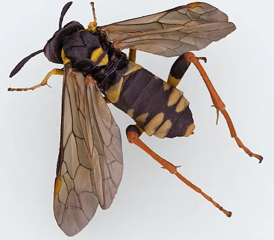 Black and Yellow Insect With Transparent Wings And Orange Legs Displayed On White Background 3d model
