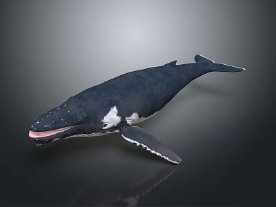 Detailed 3D Whale Model With Open Mouth Dark Body And White Underbelly 3d model