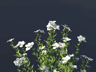 Blooming Fresh White Flowers With Lush Green Leaves Against Dark Background 3d model