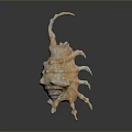 Orange and White Conch with Multiple Claw Like Appendages on Black Background 3d model