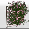 Lush Climbing Flowers With Pink Purple Blooms And Green Leaves On Wooden Trellis