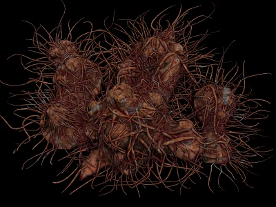 Biological Organism's Fibrous Brown Root System with Bulbous Growths and Thin Tendrils 3d model