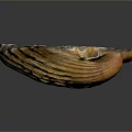 Beautiful Natural Orange Yellow Striped Scallop Shell As Decorative Household Item For Home Decor