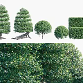 Diverse Shaped Ornamental Shrubs with Pruned Hedges Conical and Rounded Forms 3d model