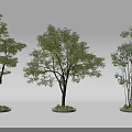 Three Arbor Trees Featuring Different Shapes Sturdy Trunks Green Leaves And Circular Bases 3d model