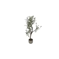 Bonsai Tree with Slender Trunk and Green Leaves in White Cylindrical Pot