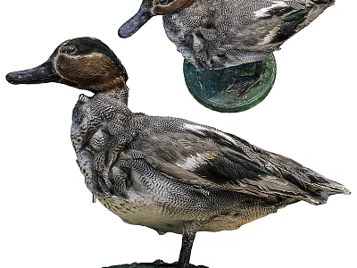 Modern Multiplayer Duck Bird Animal Scan Filler 3d model