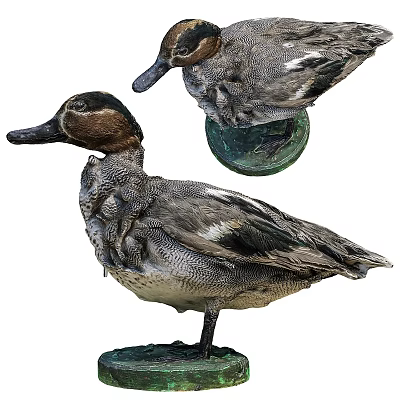 Two Duck Specimens Standing And Head Close Up With Clear Feather Details On White Background 3d model