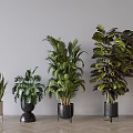 Various Indoor Potted Plants With Different Planters In Modern Interior Setting 3d model