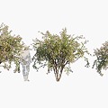 trees dwarf trees landscape trees arbor 3d model