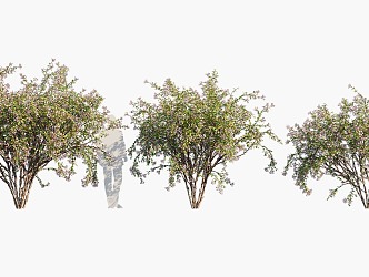 trees dwarf trees landscape trees arbor 3d model