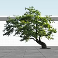 Green Leafy Arbor With Curved Trunk Against White Wall And Ground