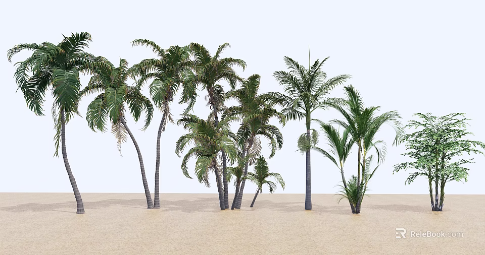 Tall Green Palm Trees Growing On Sandy Ground With White Background 3d model 