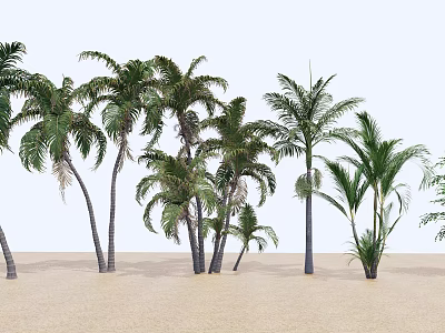 Tall Green Palm Trees Growing On Sandy Ground With White Background 3d model