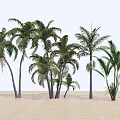 Tall Green Palm Trees Growing On Sandy Ground With White Background 3d model