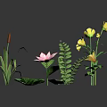 Colorful Assorted Plants Including Pink Lotus Yellow Flowers Ferns and Green Leaves