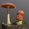 Vibrant Red White Spotted Mushrooms In Various Sizes Growing On Moss And Twigs Natural Habitat